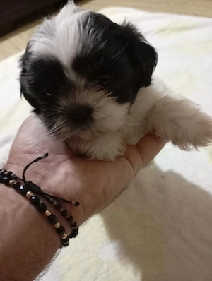 catelusi rasa shih tzu