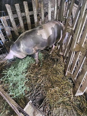 Vand porci