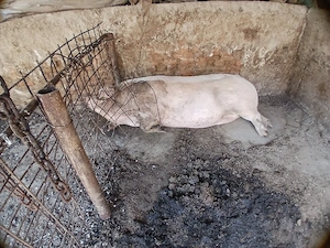 Porc pentru sacrificat