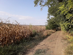 Teren intravilan, 5000 m2, Budăi, orașul Podu Iloaiei - imagine 3