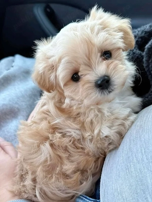 Puiuti Maltipoo superbi, talie mica - imagine 2