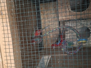 Vand pereche papagali rosella si pereche papagali calugari 