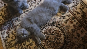 un băiețel își caută o    nouă. are 3 luni  - imagine 2
