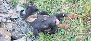Cățeluși ciobănesc german linia de lucru