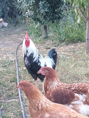 Cocos leghorn argintiu  - imagine 3