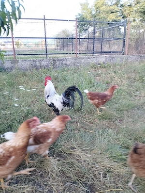 Cocos leghorn argintiu 