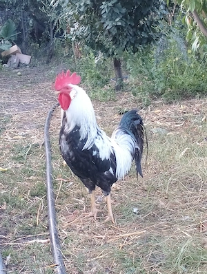 Cocos leghorn argintiu  - imagine 5