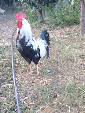 Cocos leghorn argintiu  - imagine 2