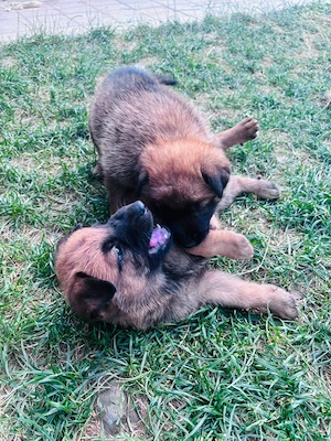 Pui Ciobănesc Malinois x Ciobănesc German - imagine 2