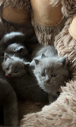 pisici british shorthair - imagine 3