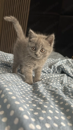 pisici british shorthair - imagine 4