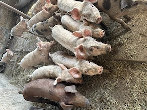Vând porci de țară și de calitate preț negociabil 