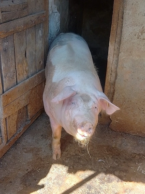 porci de vanzare  - imagine 2