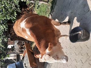 Vând vitea Bălțata 