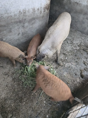 Mangalita 2 luni jumate Satu Mare