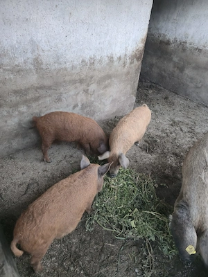 Mangalita 2 luni jumate Satu Mare - imagine 2