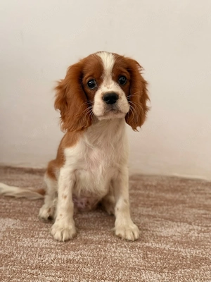 cavalier king charles baietel - imagine 4