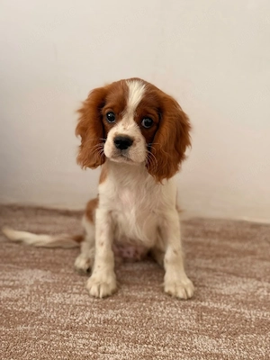 cavalier king charles baietel - imagine 3