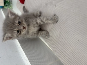  Puiuți de pisică adorabili, deparazitați   500 lei   Pitești