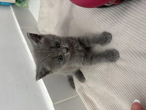  Puiuți de pisică adorabili, deparazitați   500 lei   Pitești - imagine 4