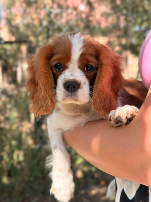 cavalier king charles blenheim baietel