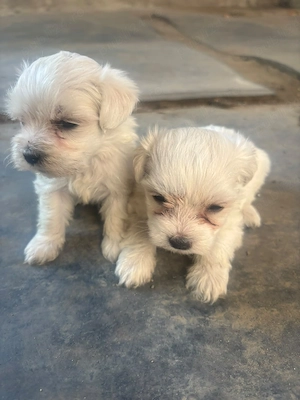 bichon maltez 