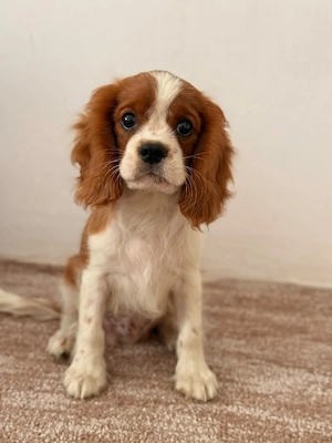 cavalier king charles baietel - imagine 5