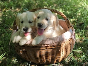 Pui Golden Retriever Fetițe și Băieți