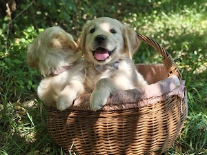Pui Golden Retriever Fetițe și Băieți - imagine 2