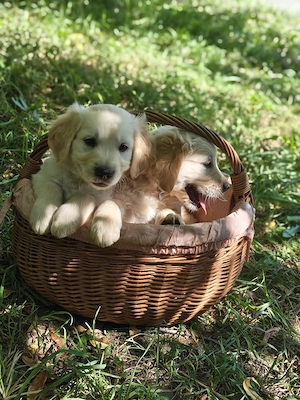 Pui Golden Retriever Fetițe și Băieți - imagine 5