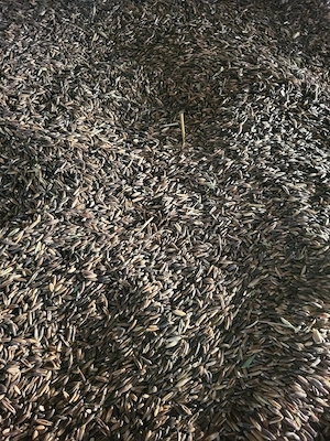 Vand 3 to triticale si 3 to ovaz negru