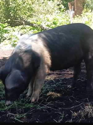 vând porc, scroafă cu purceii, si grăsune  - imagine 3