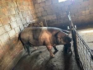 porc de vânzare bazna