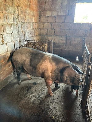 porc de vânzare bazna - imagine 3