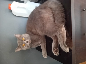 Motănel british shorthair