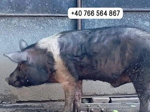 vând porc, scroafă cu purceii, si grăsune 