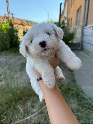 Bichon Maltez Mini Toy Mascul - imagine 4