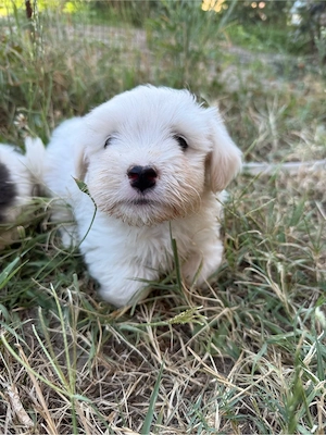 Bichon Maltez Mini Toy Mascul - imagine 5