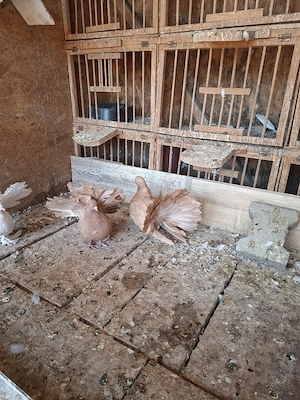 Porumbei rotati galbeni