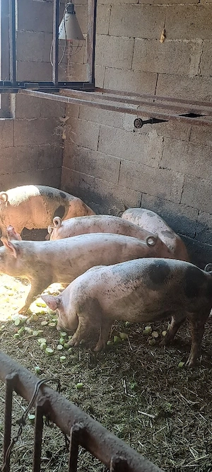 Vînd șuldei 35 _40 kg