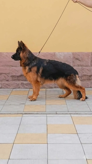 Ciobanesc German cu părul lung