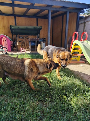 Pui Ciobănesc Malinois x Ciobănesc German - imagine 4