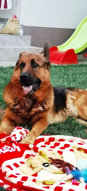 Pui Ciobănesc Malinois x Ciobănesc German - imagine 5