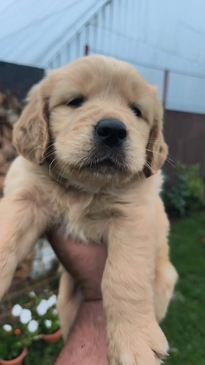 golden retriever 