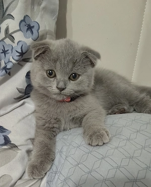 Motan scottish fold