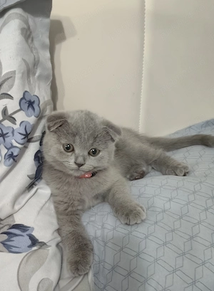 Motan scottish fold - imagine 2