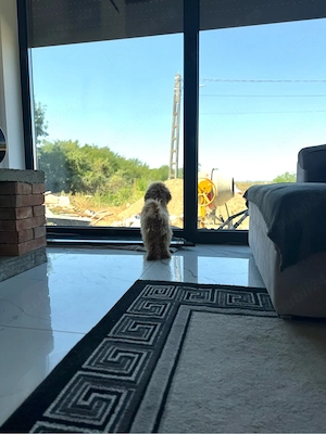 Maltipoo băiețel-5 luni, iubitor și jucăuș - imagine 2