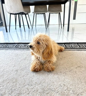 Maltipoo băiețel-5 luni, iubitor și jucăuș - imagine 3