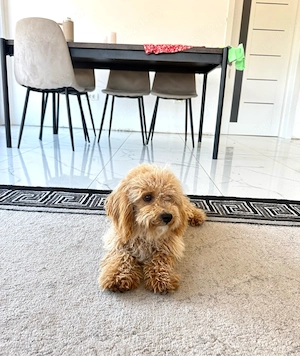 Maltipoo băiețel-5 luni, iubitor și jucăuș - imagine 4