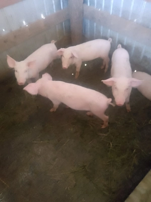 Purceii rasă Marele Alb 